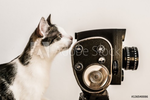 Picture of White and gray cat looking into viewfinder of vintage camera White background